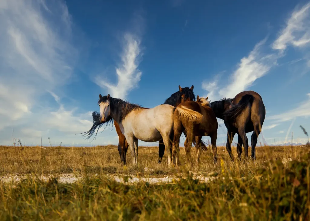 Caballos libres en la naturaleza.